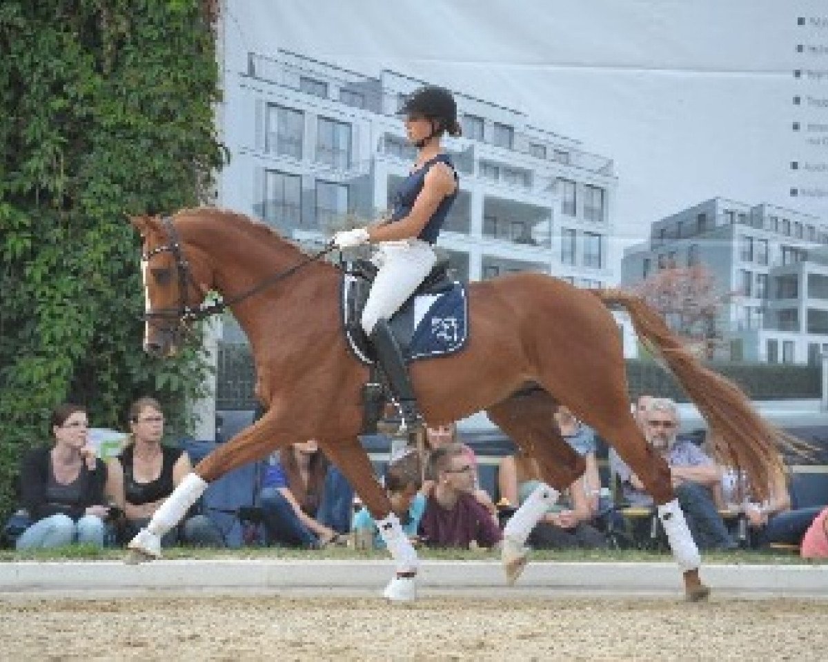 Dressurpferd Champ in Red (Deutsches Sportpferd, 2010, von Camarque 3)