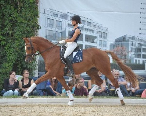Dressurpferd Champ in Red (Deutsches Sportpferd, 2010, von Camarque 3)