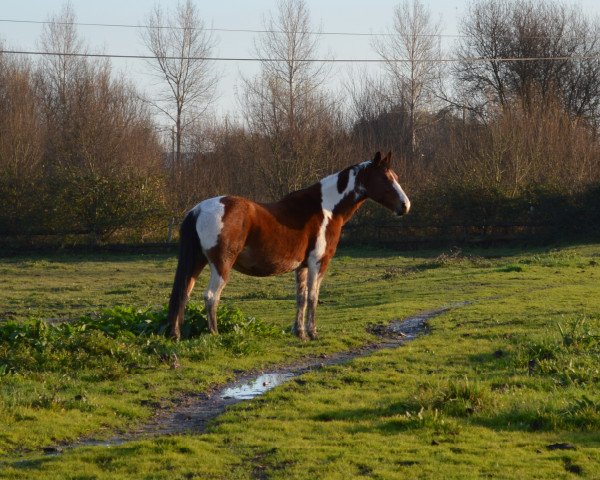 broodmare Operette du Houssoit (Belgium Sporthorse, 1998, from Limbo)