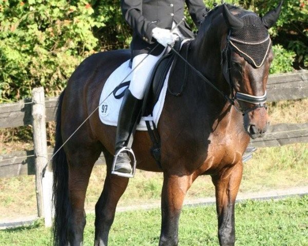 dressage horse Contano (Westphalian, 1993, from Cacir AA)