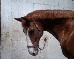 dressage horse Oppelshausen's Waruna (Hessian Warmblood, 1995, from Weltbürger)