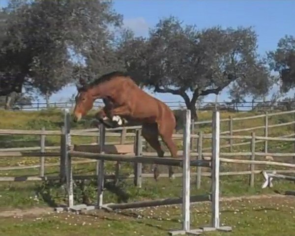 Pferd Filadelfia Fly (Cruzado-Portugues, 2010, von Eddy d'amour)