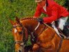 stallion Eddy d'amour (Selle Français, 1992, from Rosire)