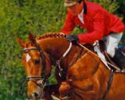 stallion Eddy d'amour (Selle Français, 1992, from Rosire)