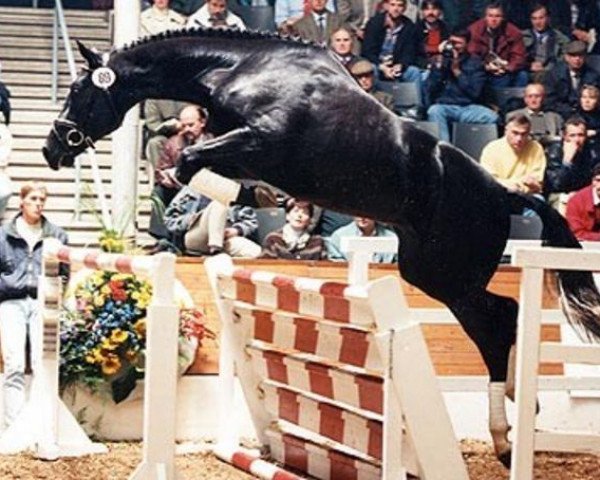 stallion Silberkranich (Hanoverian, 1993, from Singular Joter)