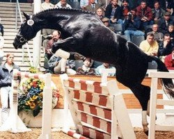 stallion Silberkranich (Hanoverian, 1993, from Singular Joter)