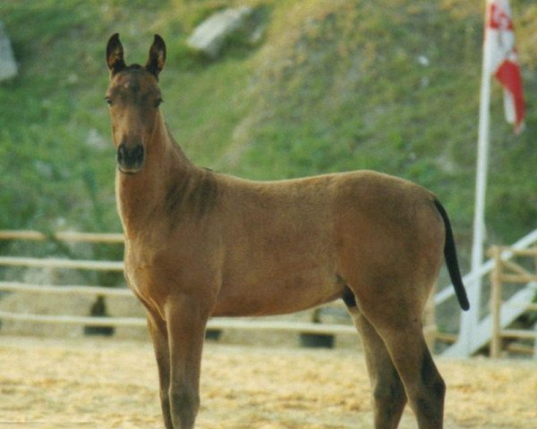 horse Vulcan d'amour (Cruzado-Portugues, 2002, from L'amour Utopia)