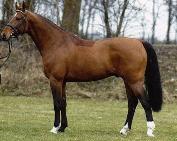 Deckhengst Jucarlos (Koninklijk Warmbloed Paardenstamboek Nederland (KWPN), 1991, von Zuidhorn)