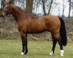 Deckhengst Jucarlos (KWPN (Niederländisches Warmblut), 1991, von Zuidhorn)