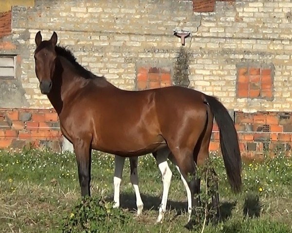 Zuchtstute Porjucarlos (Portugiesisches Sportpferd, 1996, von Jucarlos)