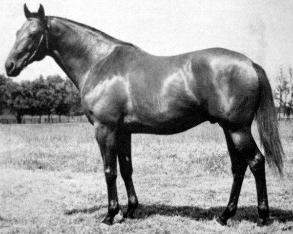 stallion Eternal Lark xx (Thoroughbred, 1945, from Eternal Bull xx)