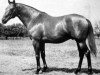 stallion Eternal Lark xx (Thoroughbred, 1945, from Eternal Bull xx)