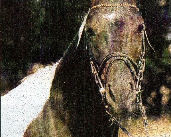 stallion Excalibur (Thuringia, 1993, from Elvis)