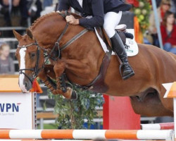 Deckhengst Arezzo VDL (KWPN (Niederländisches Warmblut), 2005, von Chin Chin)