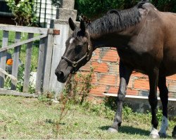 Zuchtstute Denville F (KWPN (Niederländisches Warmblut), 2008, von Voltaire)