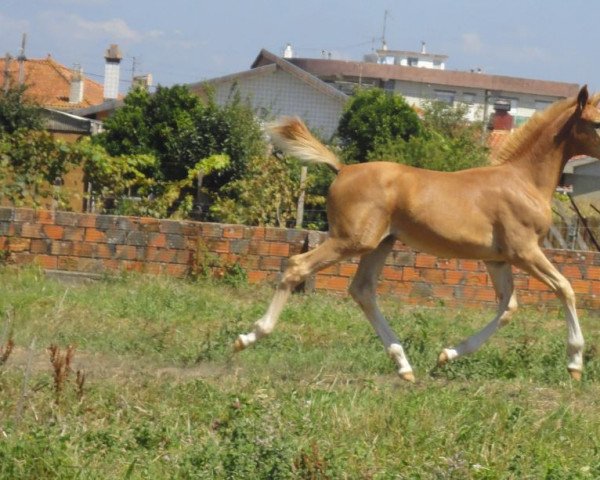 jumper Jarezzo Fly (KWPN (Royal Dutch Sporthorse), 2014, from Arezzo VDL)