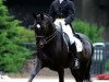 stallion Elcaro (KWPN (Royal Dutch Sporthorse), 1986, from Zeoliet)