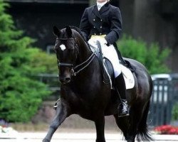 stallion Elcaro (KWPN (Royal Dutch Sporthorse), 1986, from Zeoliet)