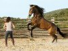 Springpferd Ulysses (Lusitano,  )