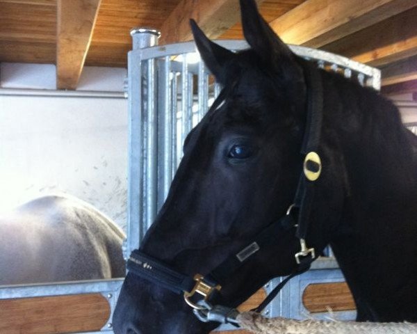 dressage horse Turmalin 26 (Oldenburg, 2005, from Donnerball)