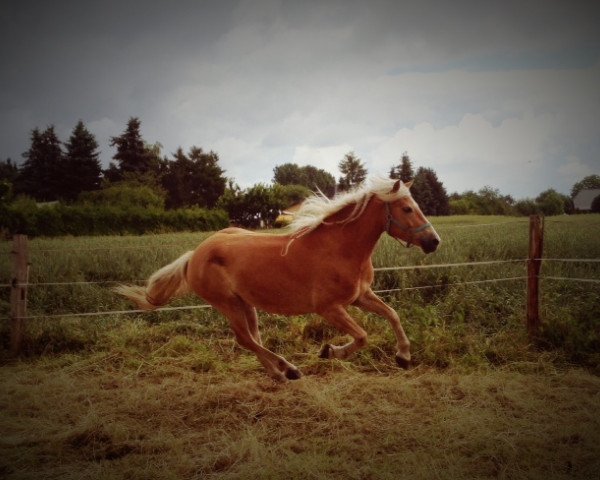 Pferd Newton (Haflinger, 2009, von Newstyle)