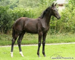 dressage horse Be Mine AR (Westphalian, 2012, from Bretton Woods)