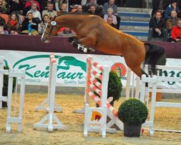 stallion Lormann (German Sport Horse, 2012, from Lordanos)