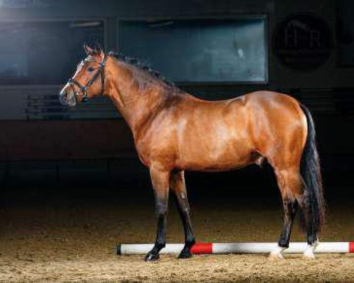 Deckhengst Valerius (Deutsches Reitpony, 2012, von Vivaldi)