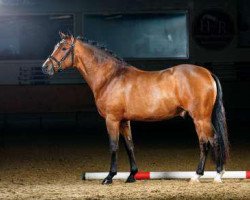 dressage horse Valerius (Deutsches Reitpony, 2012, from Vivaldi)