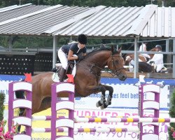 jumper Berliena E (KWPN (Royal Dutch Sporthorse), 2006, from Verdi)