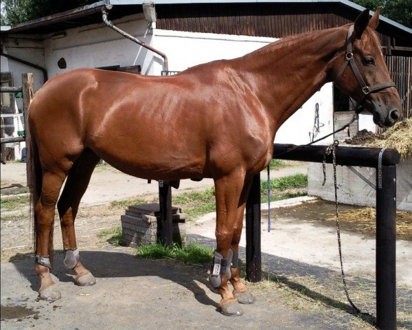 dressage horse Ladana (Hanoverian, 2002, from Londonderry)