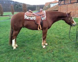 Pferd ACE Smart Nu Cash (Quarter Horse, 2011, von Nu Tivio Chex)