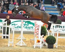 stallion Cocobell (Oldenburg, 2012, from Confiance 4)