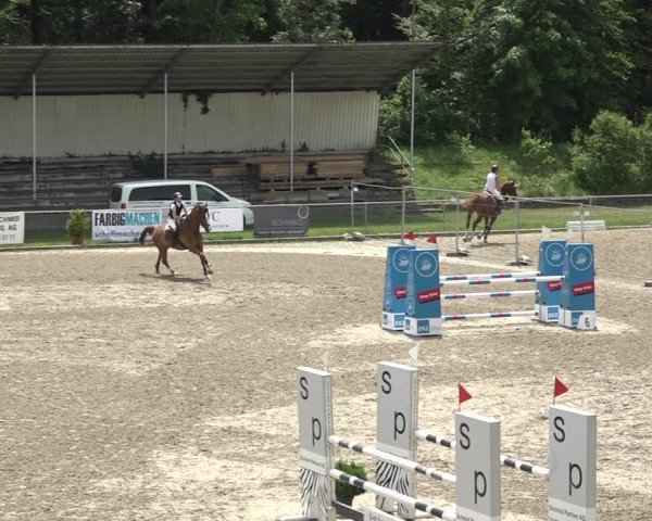 Reitturnier Schaffhausen 2021
