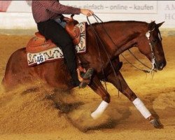 Pferd Jacs Bubble Gun (Quarter Horse, 2008)