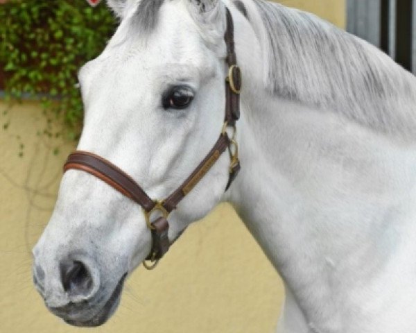 horse 498 Neapolitano Allegra III (Lipizzaner, 2006)