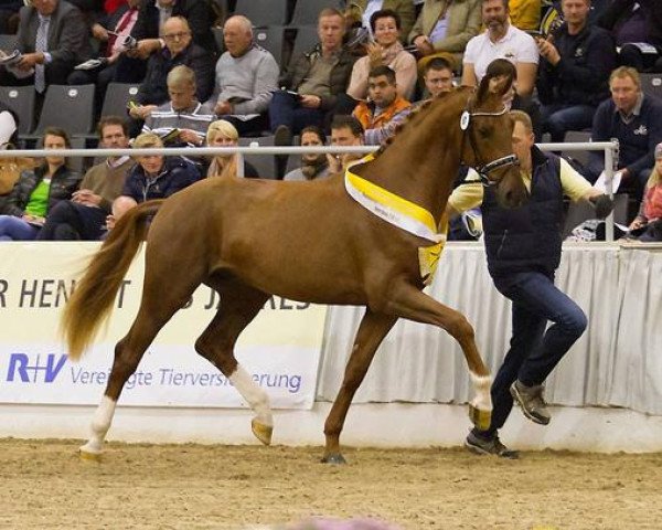 stallion Glock's Flavio (Hanoverian, 2012, from Fidertanz)