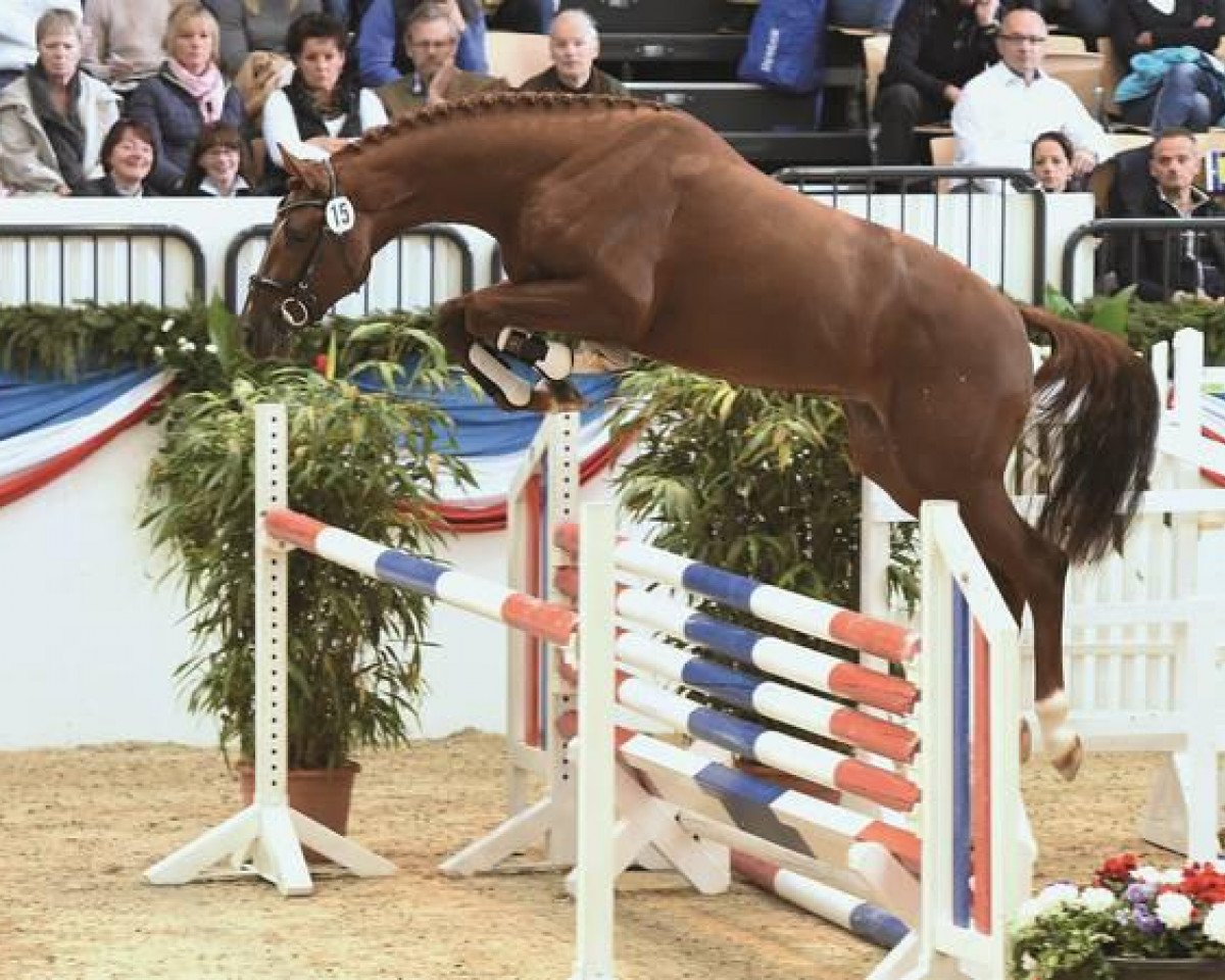 stallion Conditus (Holsteiner, 2012, from Casall Ask)