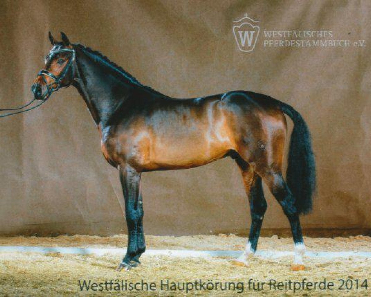 stallion Cavtat PKZ (Westphalian, 2012, from Castelan II Pkz)
