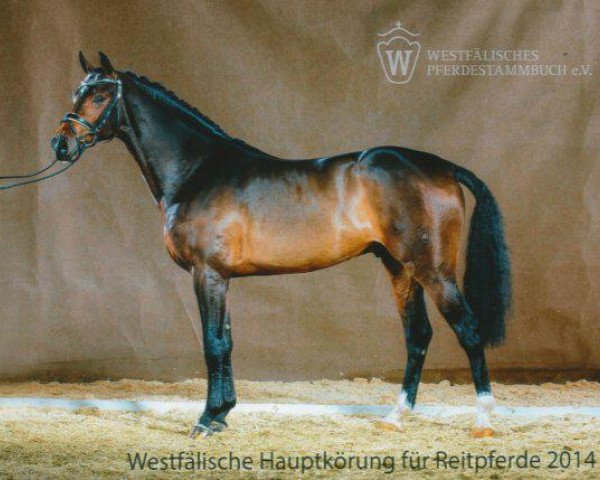 stallion Cavtat PKZ (Westphalian, 2012, from Castelan II Pkz)