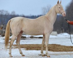 stallion Aitugan-Endoron (Akhal-Teke, 2007, from Gai)