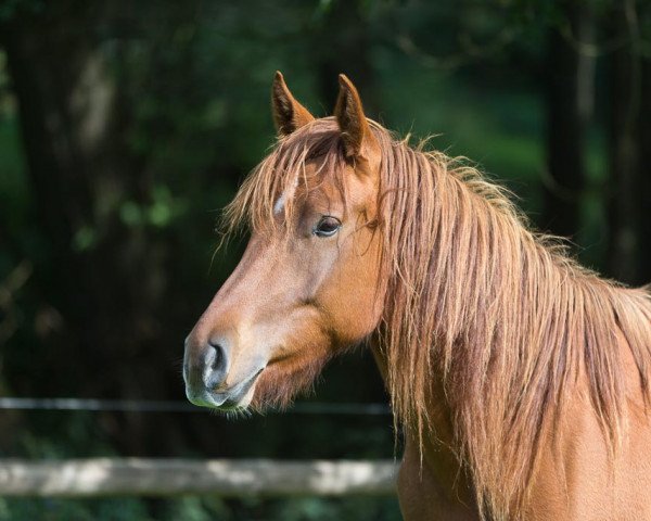 Pferd El Montano (Freiberger, 2011, von Eldorado)