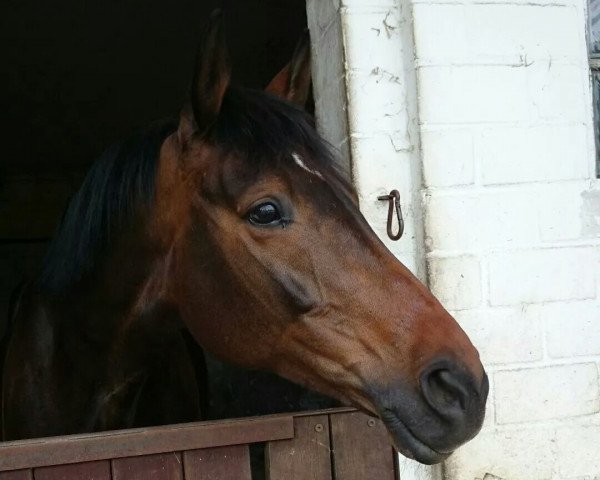 horse La Migliore (Hanoverian, 2006, from Londonbeat)