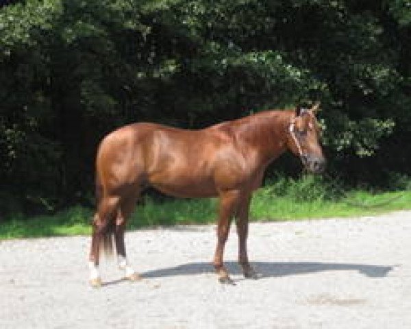 Pferd WH Doc Jac (Quarter Horse, 2009, von Mister Dual Spring)