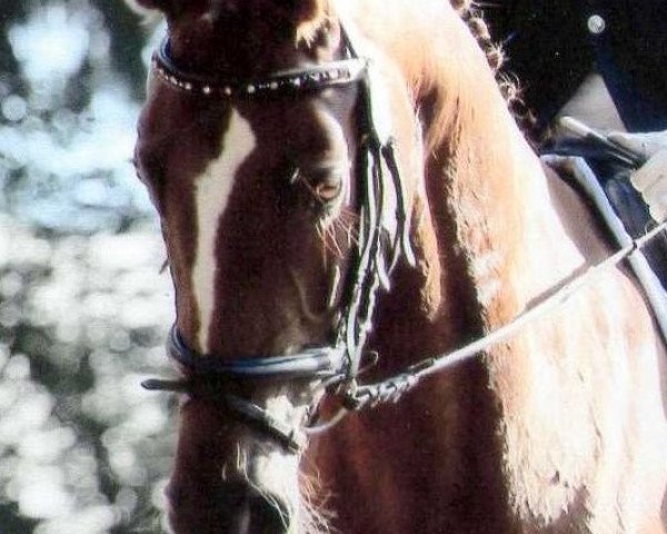 dressage horse Nella Fantasia (Westphalian, 2008, from Fillip)
