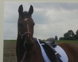 dressage horse Ludwig's Feine (Oldenburg show jumper, 2005, from Ludwig von Bayern 168 FIN)