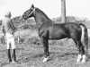 stallion Maurits (KWPN (Royal Dutch Sporthorse), 1971, from Gloriant)