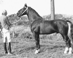 Deckhengst Maurits (KWPN (Niederländisches Warmblut), 1971, von Gloriant)