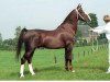 stallion Wouter (Royal Warmblood Studbook of the Netherlands (KWPN), 1980, from Proloog)