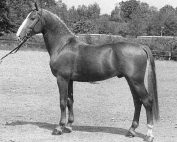 stallion Fernando (Dutch Warmblood, 1987, from Wouter)